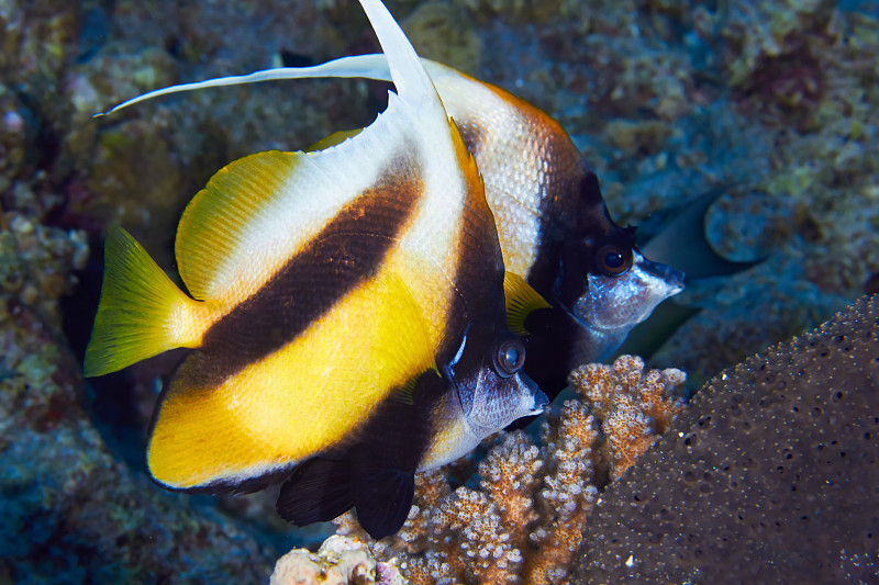 红海bannerfish