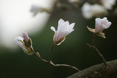 玉兰花开花开花