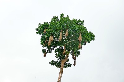 Oropendola nests