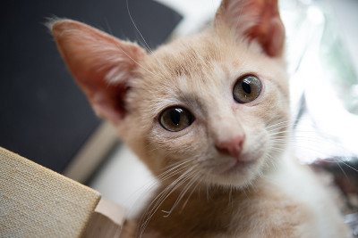 小猫