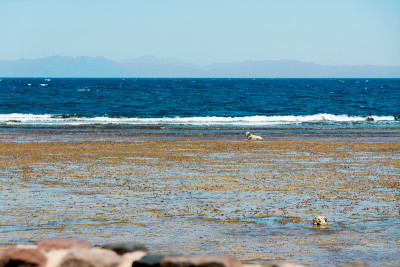 从Dahab Sina，埃及|海景和山脉景观
