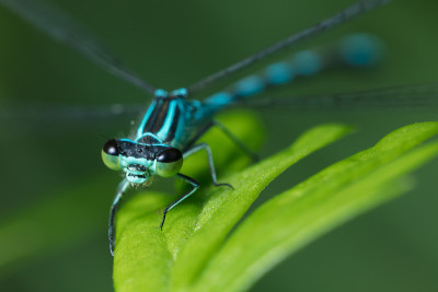 A dragonfly with big eyes sits on a green sheet an