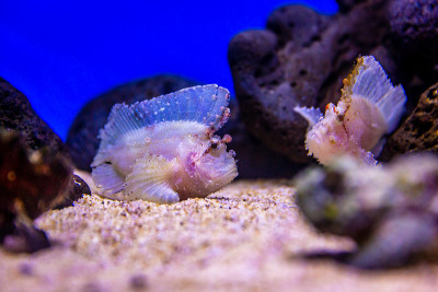 水族馆里的叶蝎子鱼