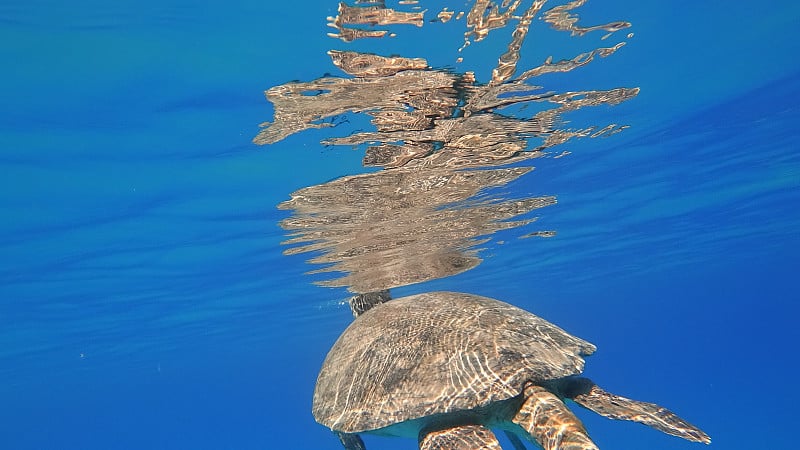 海龟在蓝色海水中游泳水生动物水下照片