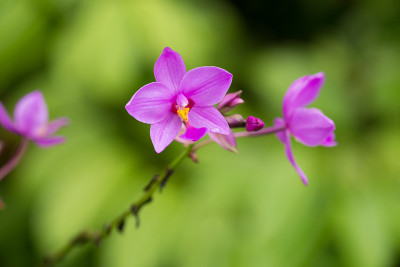 花坛上的紫兰花