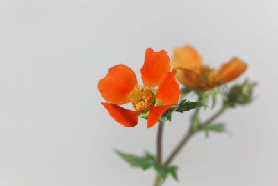 矮橙杨梅，球菌金