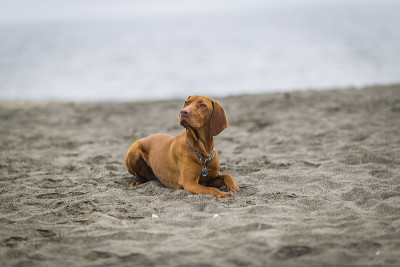 小猎犬匈牙利Vizslaa在沙滩上玩耍，玩得很开心，摆着姿势。