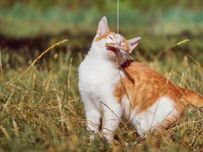 草丛里的小猫。
