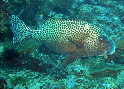 菲律宾海的小丑鱼(Plectorhinchus Chaetodonoides)