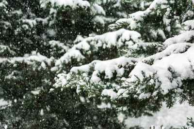 雪覆盖的树