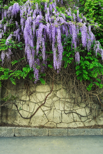 紫藤花