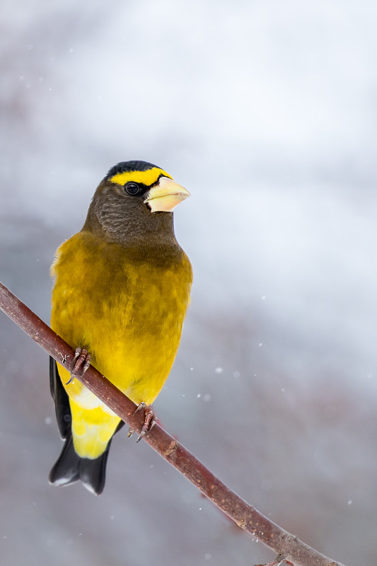 晚上Grosbeak-Coccothraustes vespertinus