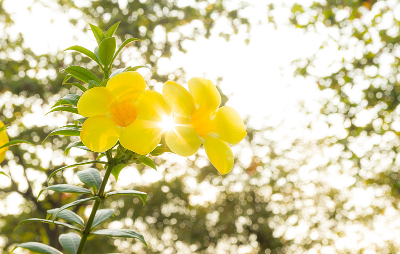 黄黄蔓花