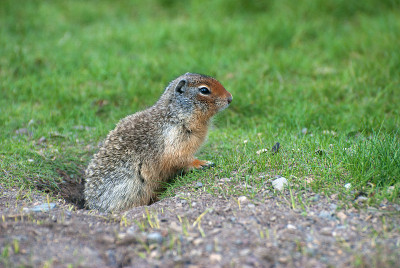 Gopher(哥伦比亚地鼠)，加拿大阿尔伯塔省