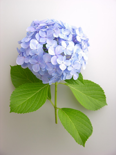 绣球花