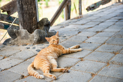 红色流浪猫。印度尼西亚巴厘岛街头的一只猫