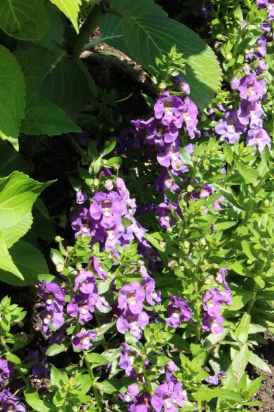 意大利夏天的紫Angelonia angustifolia