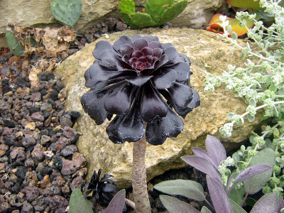 aeonium