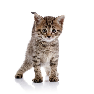 条纹的小猫。