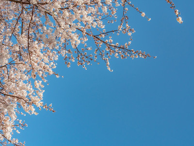 樱花季或花见。抽象的樱花背景。樱花在日本被称为Sakura。