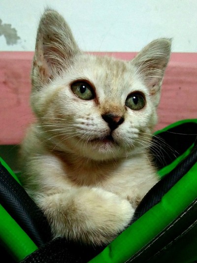 微笑的小猫