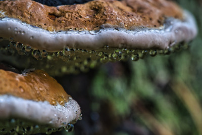 靠近蘑菇火种与拉丁名称Fomitopsis pinicola在秋天的森林与水滴