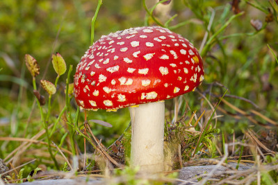 小蘑菇鹅膏菌