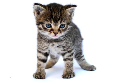小猫