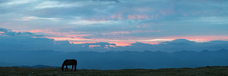 全景。马在夕阳下吃草。