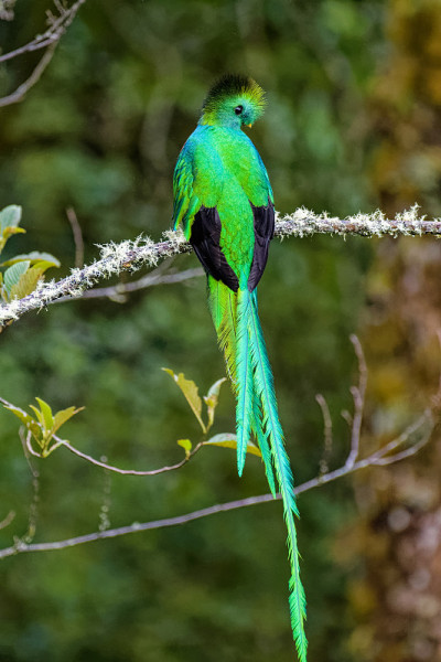 Quetzal