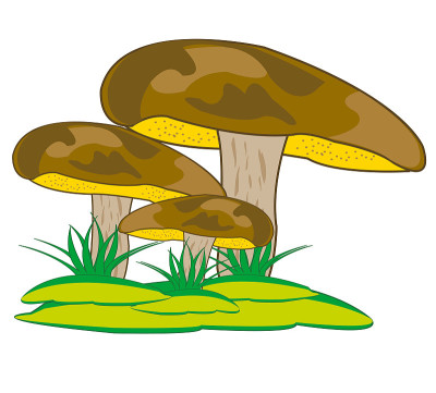 蘑菇suillus granulatus