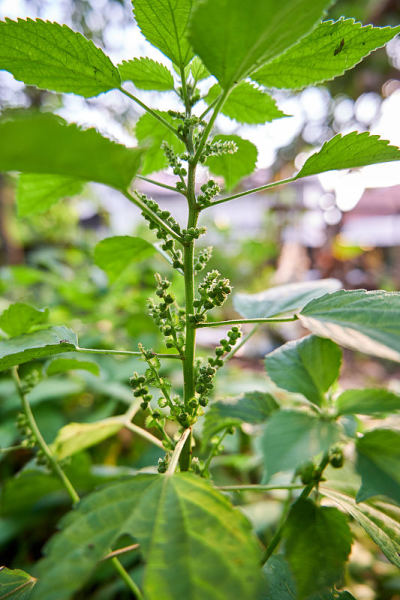 野生植物