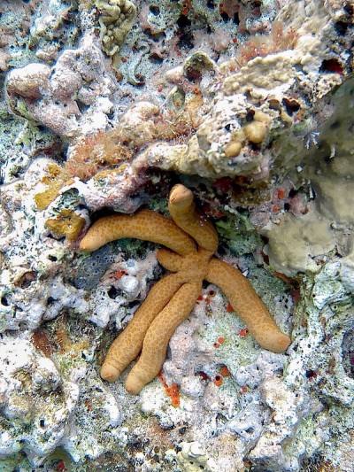 加勒比海海星
