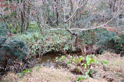 1100高地湿地，拉姆萨湿地，红叶湿地，