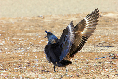 伟大的Skua, stercorarius Skua，福克兰群岛