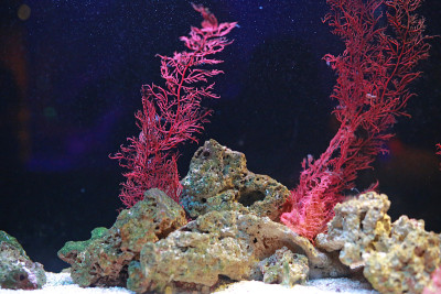 水族缸中的海藻和珊瑚。