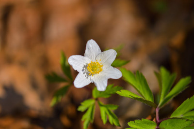 银莲花(春花)
