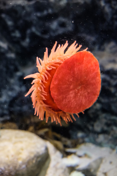 哥本哈根水族馆的玻璃窗上粘着一株红色小珠海葵