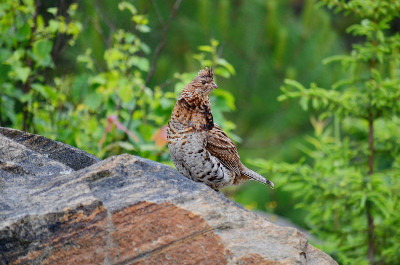 ruffs Grouse, Algonquin，安大略省