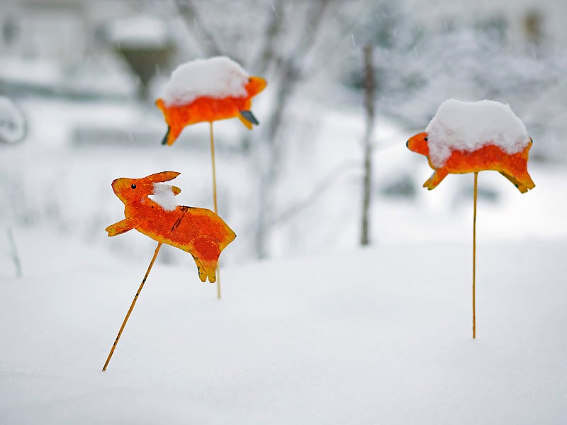 雪地里的兔子，哈森·艾姆·施奈德