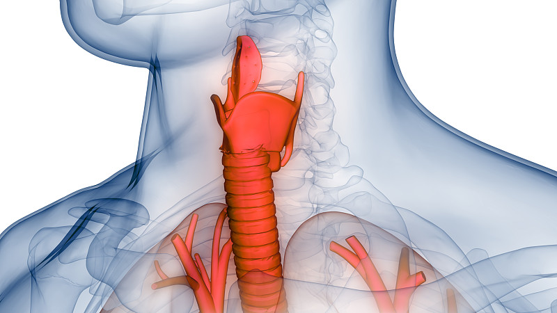 人体呼吸系统喉部和咽部解剖学