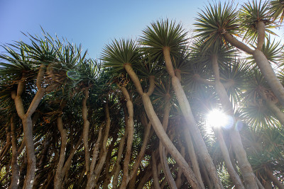 龙树群(Dracaena draco)