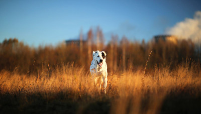 户外中亚牧羊犬肖像