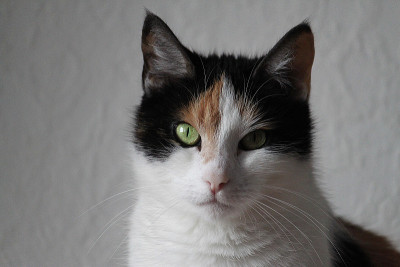 有趣的猫肖像