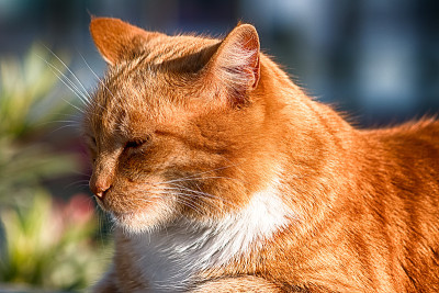 街猫