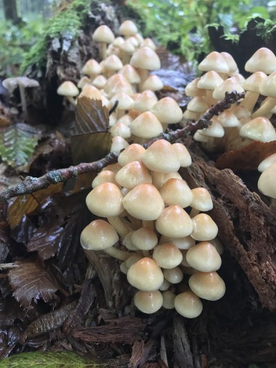 蘑菇