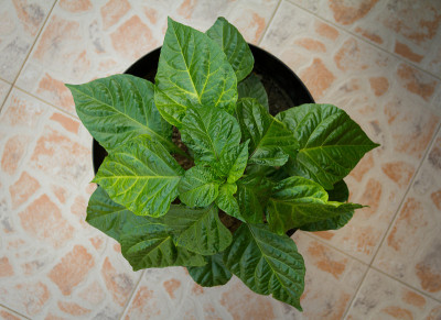 特立尼达moruga蝎子。来自特立尼达的植物和烟草