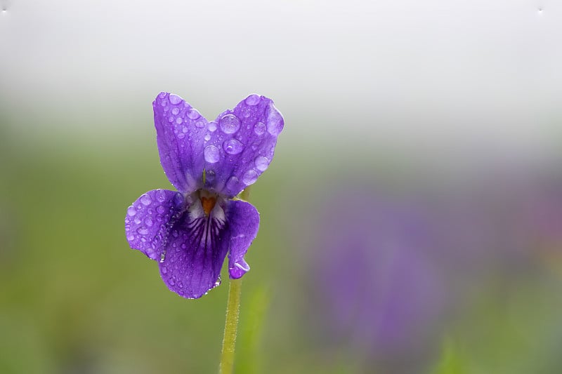 英国紫罗兰(viola odorata)