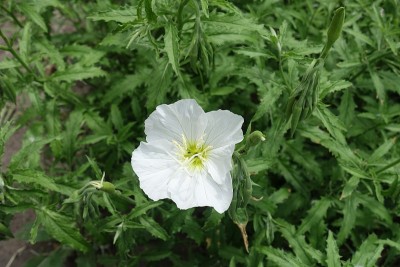 5月的一种花