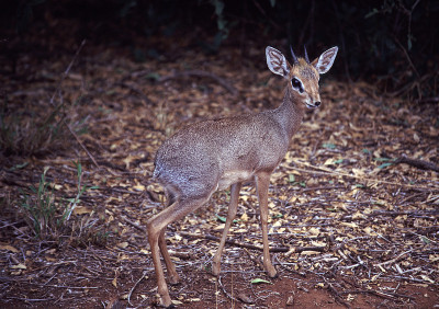 Kirk's Dikdik male